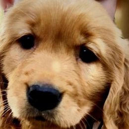 Dinah - Dark golden Golden Retriever puppy in Lebanon, Oregon from Soda Springs Kennel