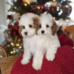 Assorted Doodle Crosses puppies from Backcountry Doodles