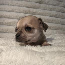 Nippy - Fawn male Chihuahua puppy in Jacksonville, Florida from Precious Paws of Florida - Chihuahuas