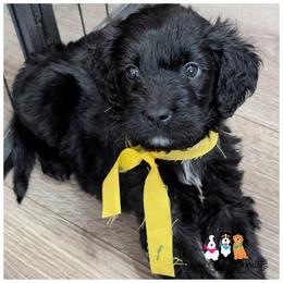 MOON - OFA-Genetics-2 Year Warranty. - Black male Goldendoodle puppy in Jeddo, Michigan from Apple Creek Doodles