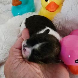 Tyme - Silver gold and white female Shih Tzu puppy in Fallon, Nevada from Grandma Ts Precious Puppies