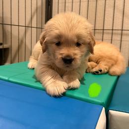 Golden Retriever Puppies from Golden Grace Kennel