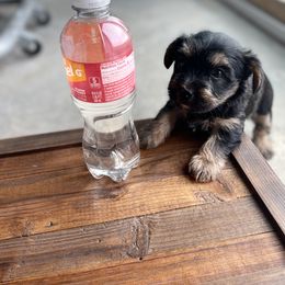 Miniature Schnauzer and Yorkshire Terrier Puppies from Copper Rose Farm
