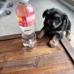 Miniature Schnauzer and Yorkshire Terrier Puppies from Copper Rose Farm