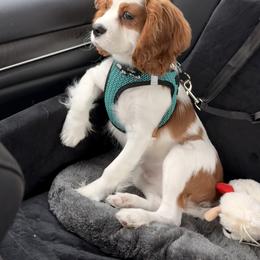Cavalier King Charles Spaniel All Grown Up from Whispering Pines Cavaliers