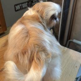 Spring - Shih Tzu