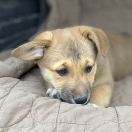 American Corgi and Pembroke Welsh Corgi Puppies from Foxy Knoll Farm