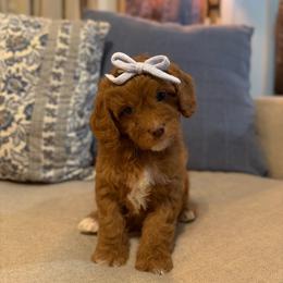 Sunny - Red female Cavapoo puppy in Colcord, Oklahoma from Copper Lane Aussies, Doodles & Cavapoos