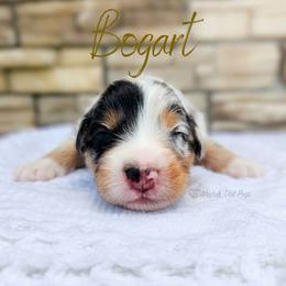 Bogart - The Gentleman - Blue merle male Australian Shepherd puppy in Pittsville, Wisconsin from Match Dot Pup