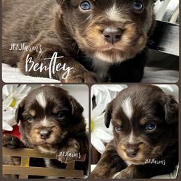 3 Bentley , RTM - Red tri-color male Miniature American Shepherd puppy in Huntington, Texas from JKKJ Farms, LLC