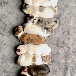 Bernedoodle Puppies from The Bernedoodle House