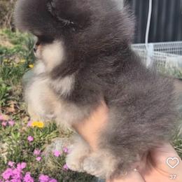Bruce - Blue and tan male Pomeranian puppy in Visalia, California from Exotic_fresita_poms