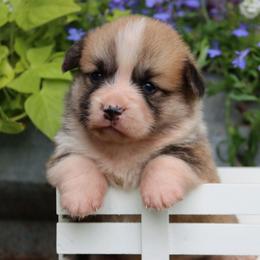 Bobbi - Red female Pembroke Welsh Corgi puppy in Pollock, Missouri from Northstar