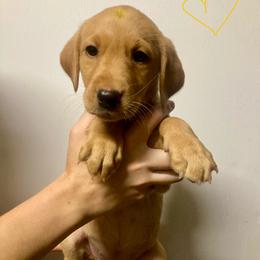 Yellow - Yellow female Labrador Retriever puppy in Newaygo, Michigan from Royal Oak Gundogs