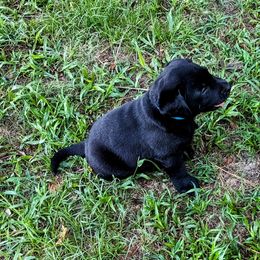Labrador Retriever Puppies from Labradors Forever