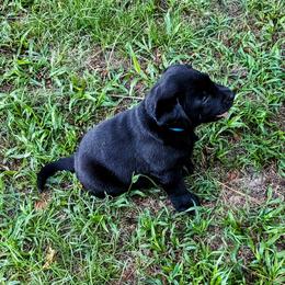 Labrador Retriever Puppies from Labradors Forever