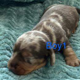 Chocolate dapple boy 1 - Dapple male Dachshund puppy in Paris, Texas from Rolling9dachshunds