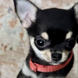 Coco - Chihuahua