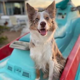 Paisley - Border Collie
