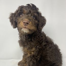 Goldendoodle Puppies from FamilyLoved Doodles