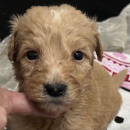 Gracie - Apricot female Goldendoodle puppy in Centralia, Missouri from Oodles Of Doodles Mo.