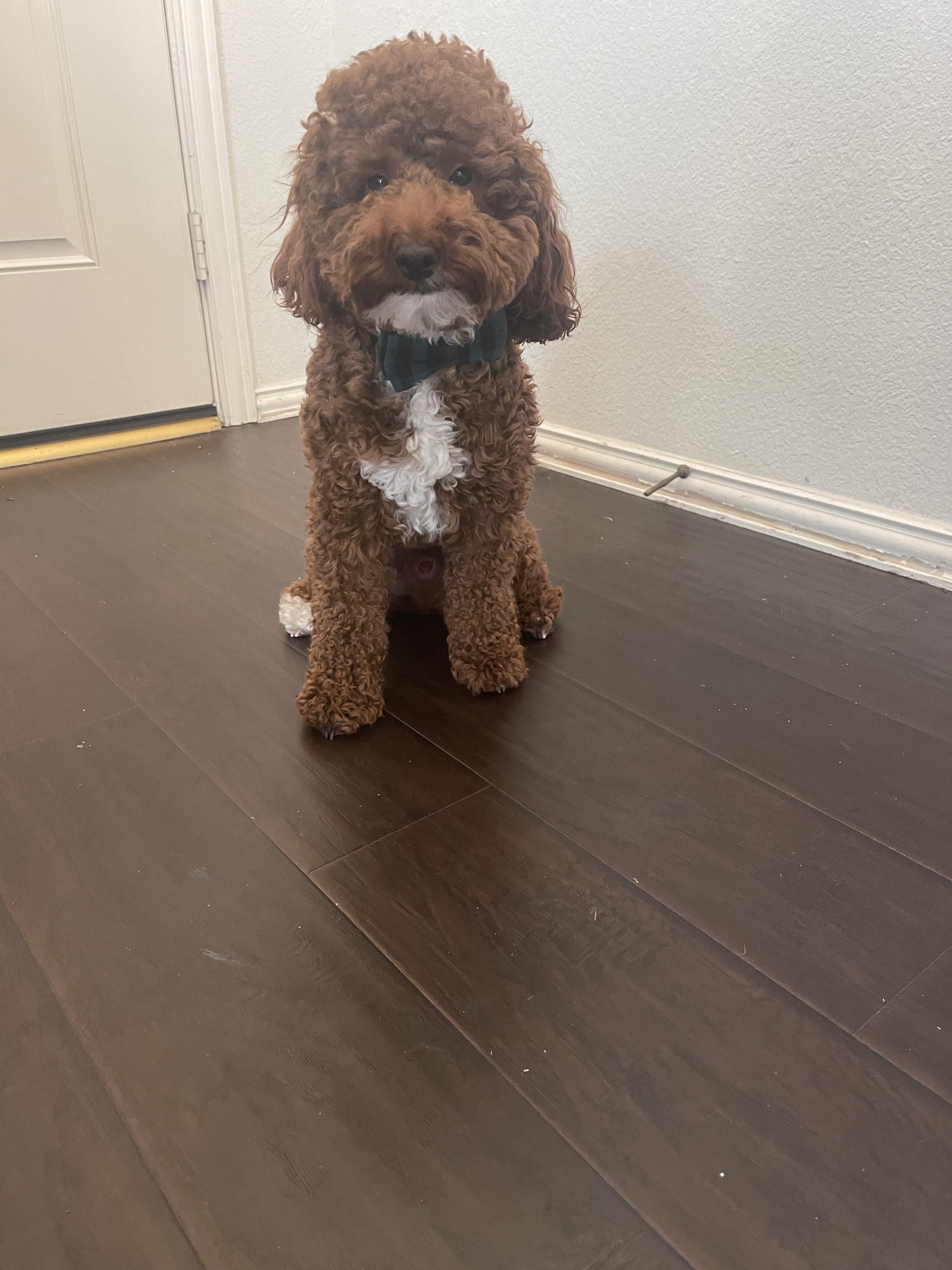 Ranger
