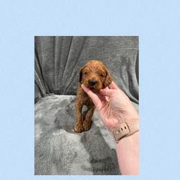 Crimson - Red male Irish Doodle puppy in Harrisburg, Arkansas from Ransone’s Ridge Runners Poodles and Doodles