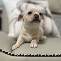 Gilbert - Cream male Chihuahua puppy in Chesapeake, Virginia from Elsbeth's Chihuahuas