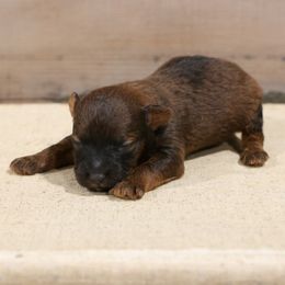 Jasper - Red male Whoodle puppy in West Bend, Iowa from Blue Skies Terriers