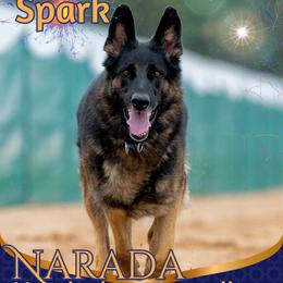 Spark - German Shepherd