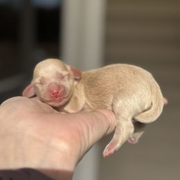 Darla - Cream female Dachshund puppy in Mooresboro, North Carolina from Walker Family Pups