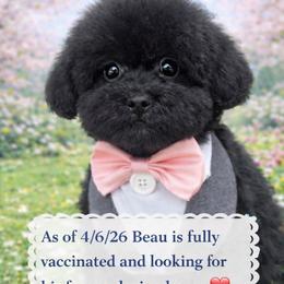 Beau - Black male Maltipoo puppy in Apple Valley, California from Boujeepups