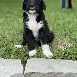 Bernedoodle Puppies from Creekside Doodles