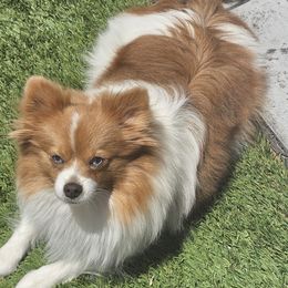 Hazel - Pomeranian