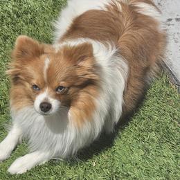 Hazel - Pomeranian