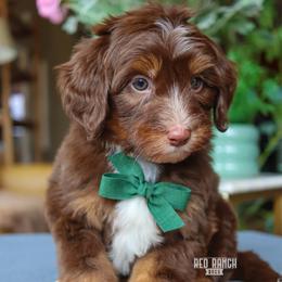 Nougat - Brown and white male Bernedoodle puppy in Salado, Texas from Red Ranch Dogs