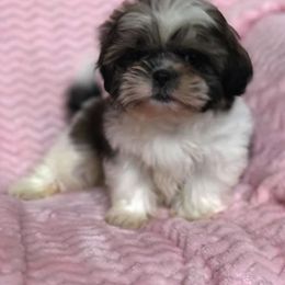 Shih Tzu Puppies from Animal Crackers