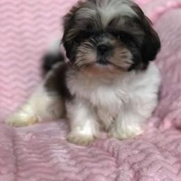 Shih Tzu Puppies from Animal Crackers