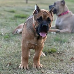 Red Collar - Fawn female Cane Corso puppy in Paris, Texas from Knucklehead Cane Corso