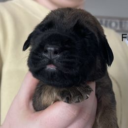 Boy 3 - Apricot Mastiff puppy in South Dakota from Clearbrook Mastiffs