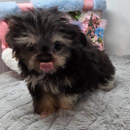 Midwest Mini Hank - Black male Mi-Ki puppy in Clearwater, Kansas from Midwest Mini Mi-kis