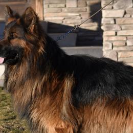 German Shepherds from Faith Shepherds