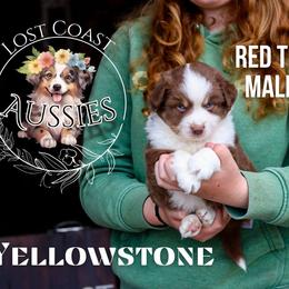 Yellowstone - Red tri-color male Miniature American Shepherd puppy in Ferndale, California from Lost Coast Aussies