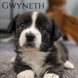 Savage Gwyneth of Eire - Brindle and white female Cardigan Welsh Corgi puppy in Plymouth, Iowa from Savages Low riders