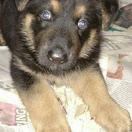 German Shepherd Puppies from S’Brie’s German Shepherd Dogs