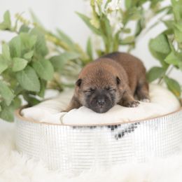 Allen -FULL AKC REGISTRATION- - Red male Shiba Inu puppy in Neosho, Missouri from Kenny Cave K9s