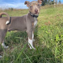 Rat Terrier Puppies from The Puppy Patch Rat Terriers