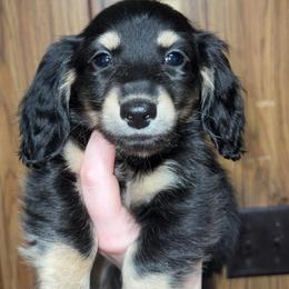 Rip (PET ONLY) - Black and cream male Dachshund puppy in Goldthwaite, Texas from Mini Mama Dachshunds