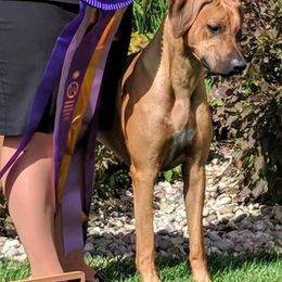 Rhodesian Ridgeback Puppies from Aziza Ridgebacks