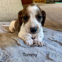 Tommy - Piebald male Dachshund puppy in Aiken, South Carolina from State Eight Dachshunds